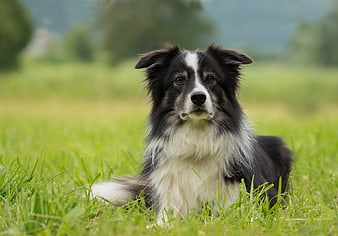 Black and White Border Collie Lying in Green Grass