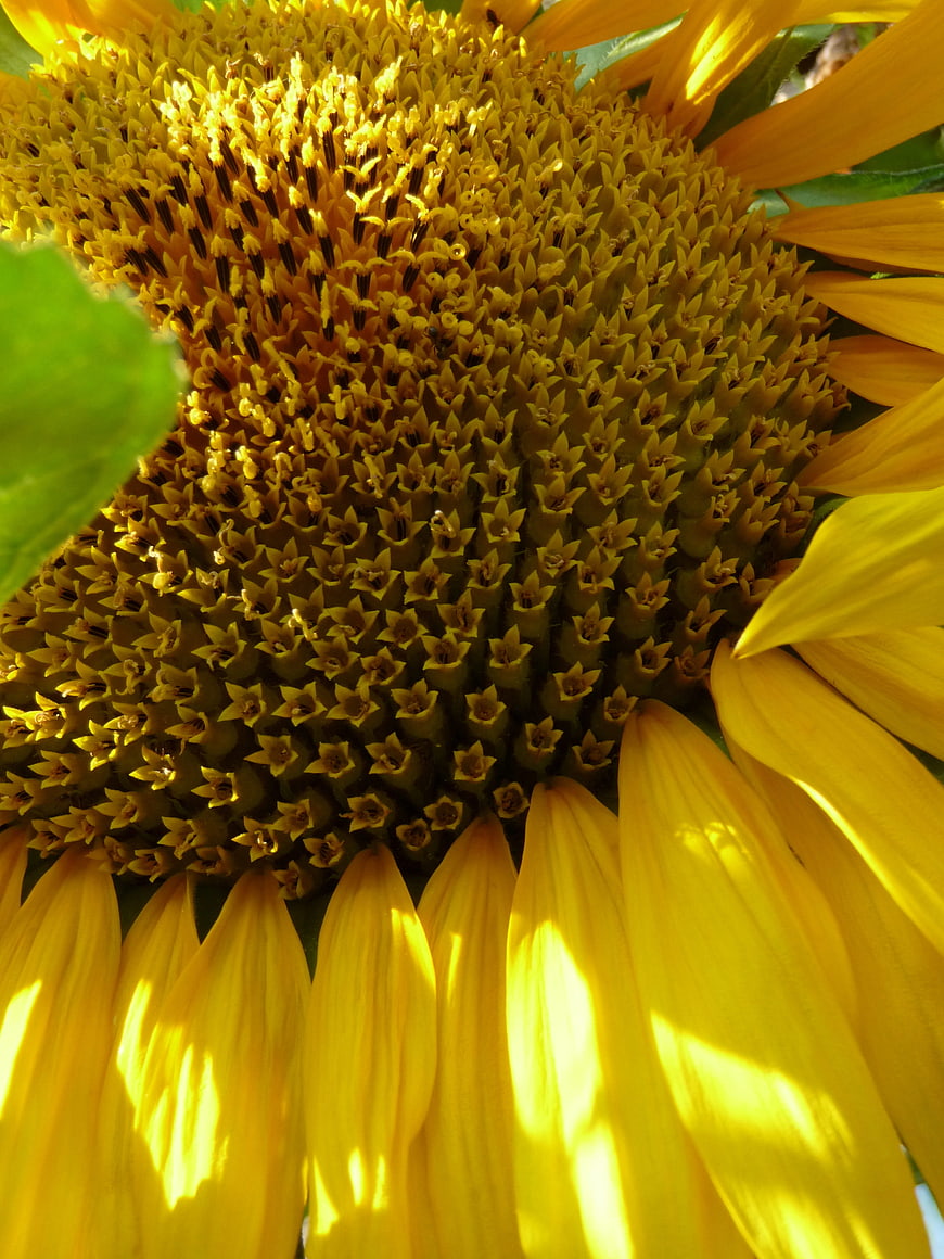 Close-up of Sunflower Center with Yellow Petals