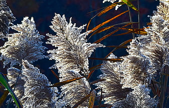 Sunlit Pampas Grass Plumes in Autumnal Light