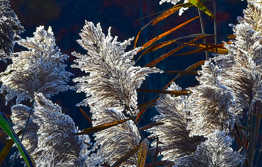 Sunlit Pampas Grass Plumes in Autumnal Light