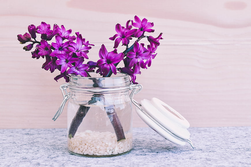 Purple hyacinth flowers in glass jar with white pebbles