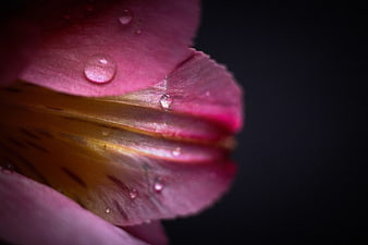 Macro photography of pink lily petals with water droplets
