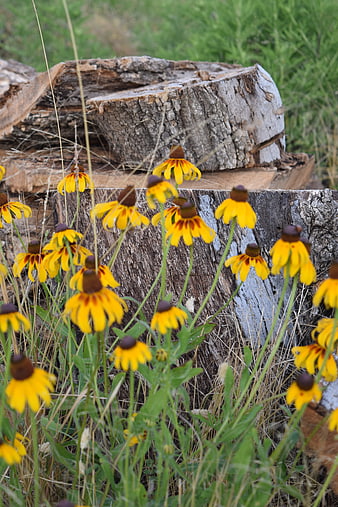 Yellow Black-eyed Susans blooming near weathered tree stumps