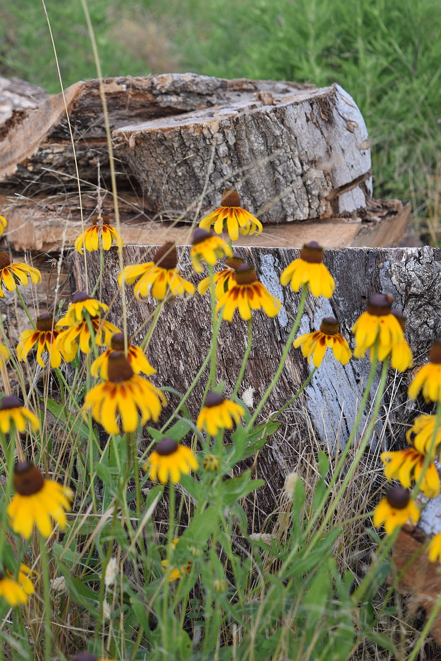 Yellow Black-eyed Susans blooming near weathered tree stumps