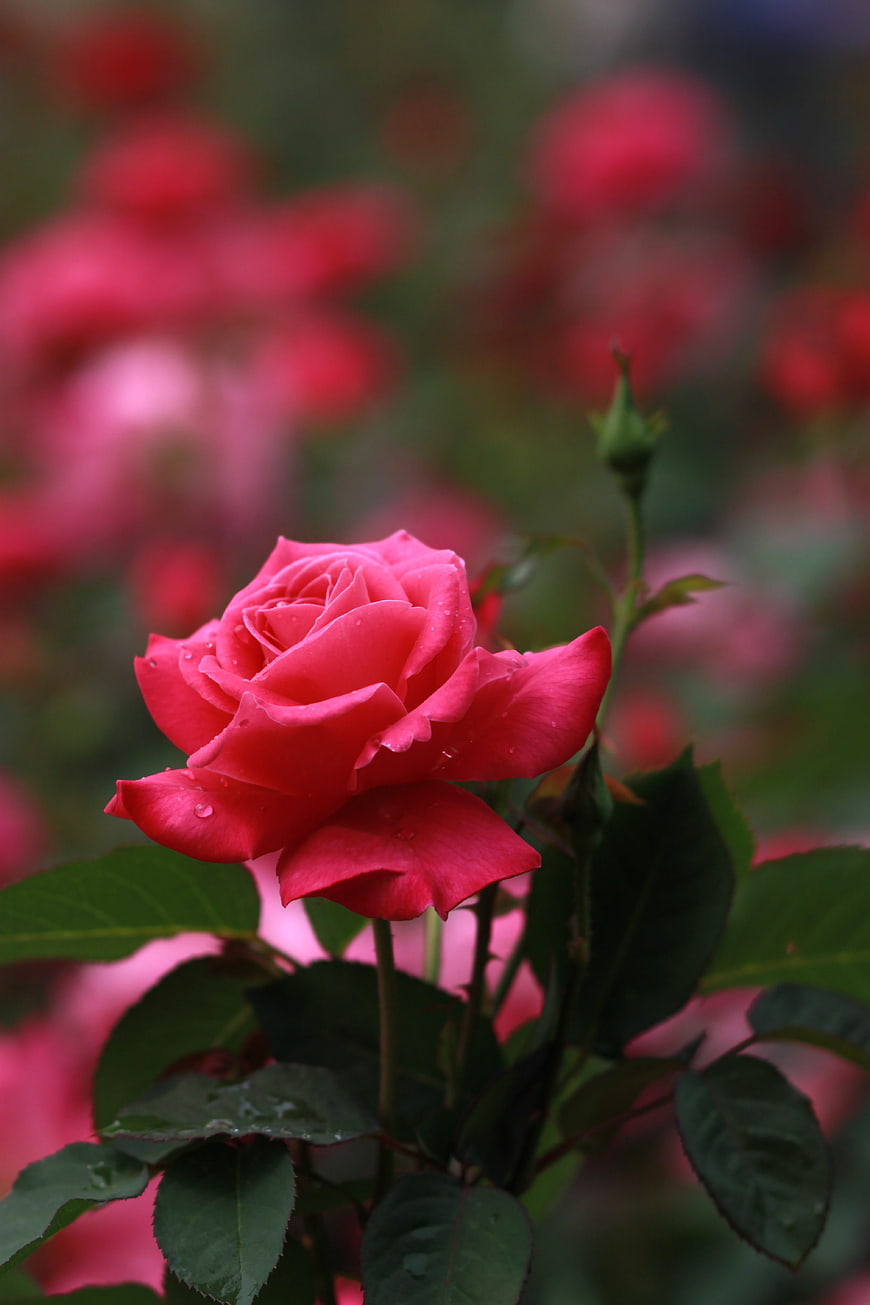 Vibrant Pink Rose With Raindrops In A Lush Garden