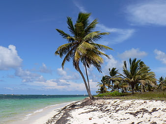 Tropical Palm Tree on White Sandy Beach with Blue Ocean