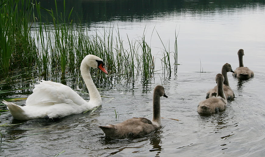 Mute Swan Family Swimming in Lake with Cygnets