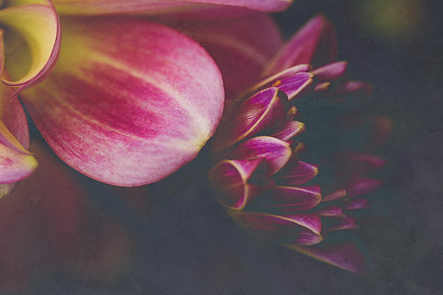 Close-up of pink and purple lotus flower petals on dark background