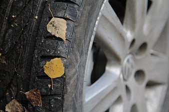 Close-up of car tire with autumn leaves in treads