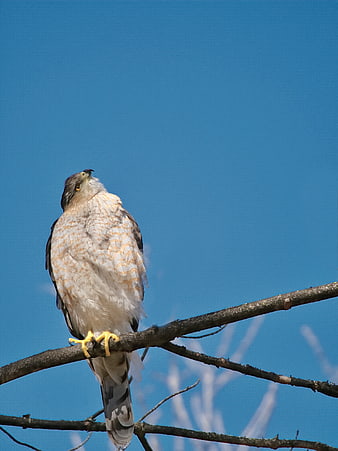 Sharp-shinned Hawk Perched on Branch Against Blue Sky
