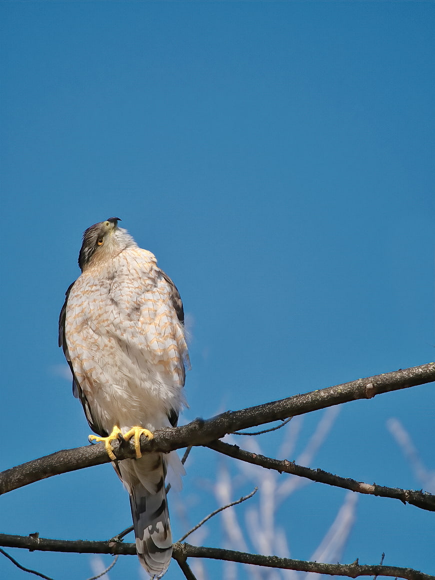 Sharp-shinned Hawk Perched on Branch Against Blue Sky