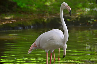 White Flamingo Standing in Green Water