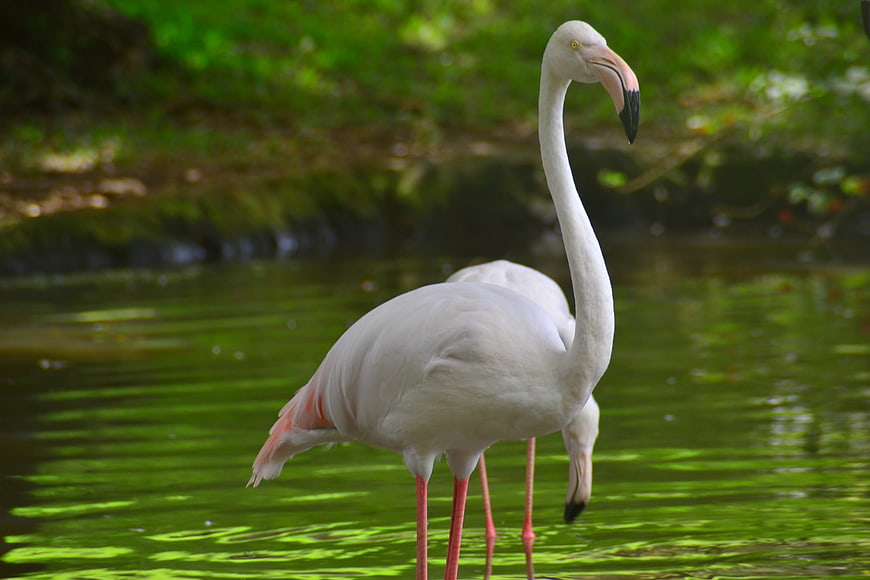 White Flamingo Standing in Green Water