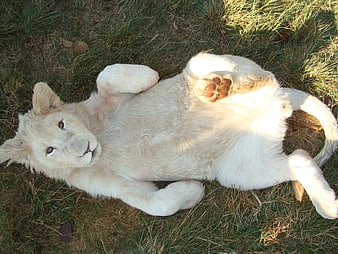 Cute white lion cub lying on back in grass