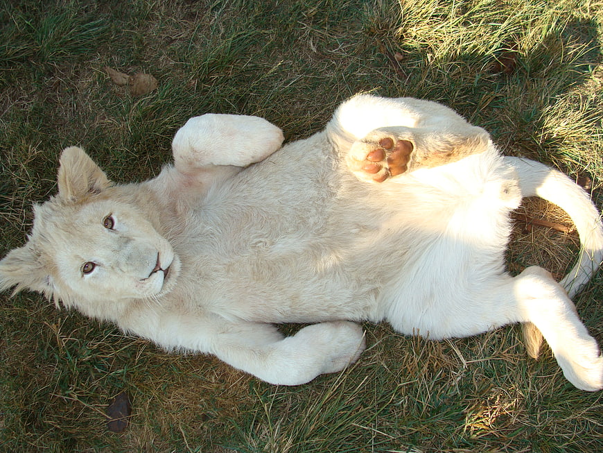 Cute white lion cub lying on back in grass