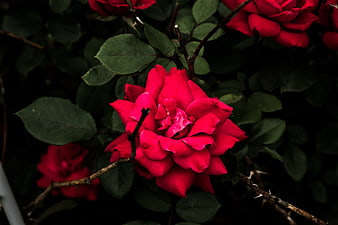 Vibrant Red Rose Close-Up with Dark Green Leaves