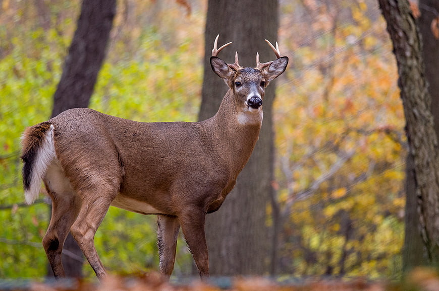 Young White-Tailed Buck in Autumn Forest