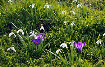Purple Crocuses and White Snowdrops in Green Grass