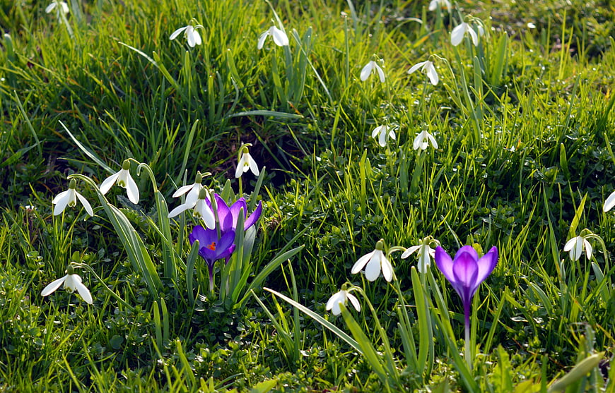 Purple Crocuses and White Snowdrops in Green Grass