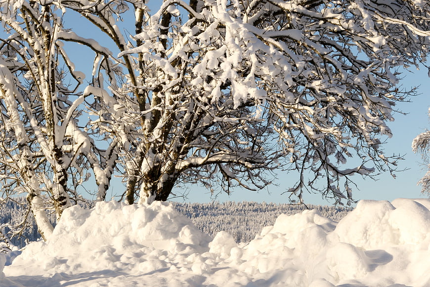 Snow-covered tree branches against a clear blue winter sky
