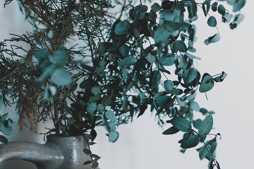 Eucalyptus and Pine Branches in Ceramic Vase