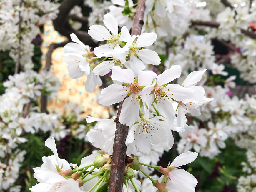 Close-up of White Cherry Blossoms on Branch