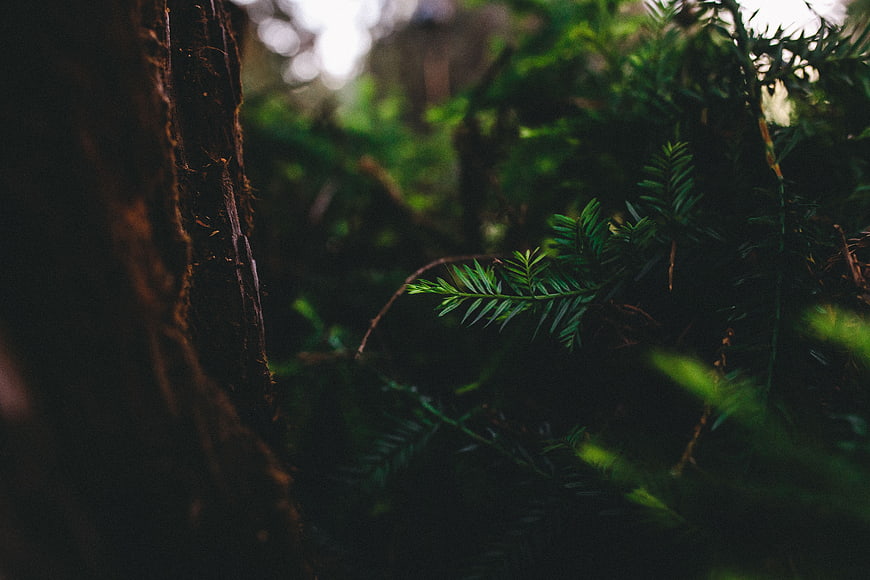 Close-up of dark forest foliage and tree bark texture