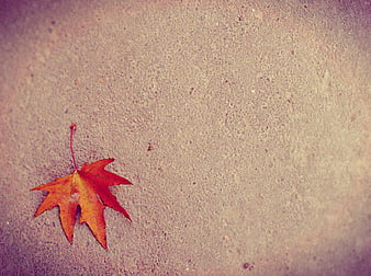 Vintage Orange Maple Leaf on Textured Concrete Background