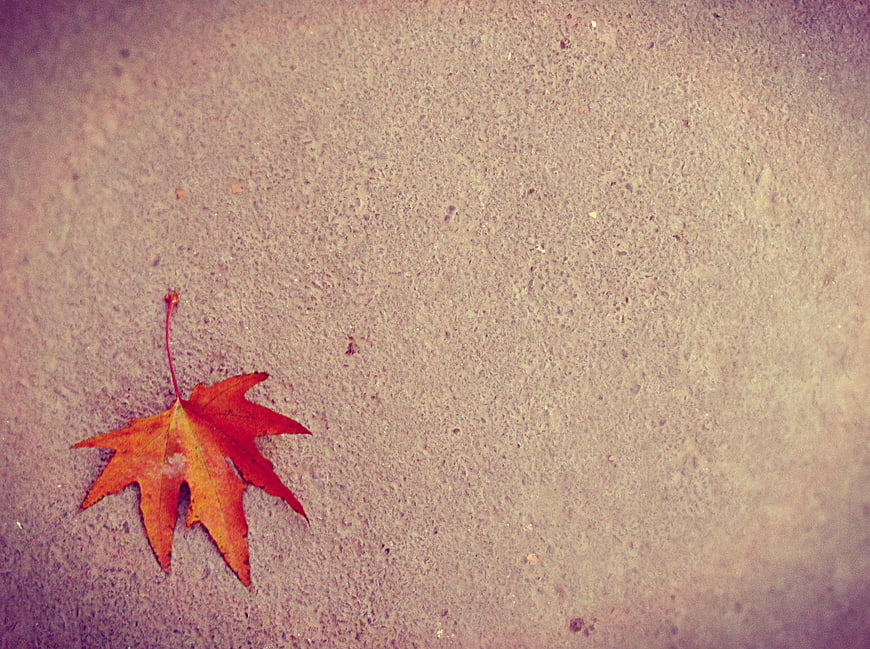 Vintage Orange Maple Leaf on Textured Concrete Background