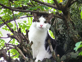 Cute white and black cat sitting in a leafy tree
