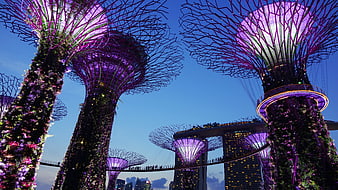 Gardens by the Bay Supertree Grove at Night Singapore