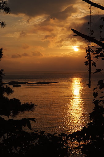 Golden Sunset Over Ocean With Silhouetted Trees