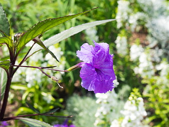 Vibrant Purple Mexican Petunia Flower in Garden