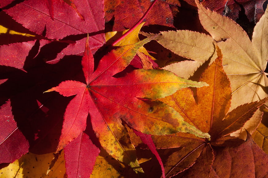 Vibrant Red and Yellow Autumn Maple Leaves Close-Up