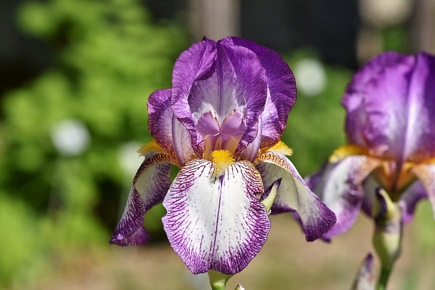 Close-up of Purple Bearded Iris Flower in Garden