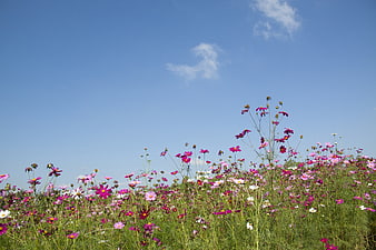 Vibrant Cosmos Flower Field Under Blue Sky