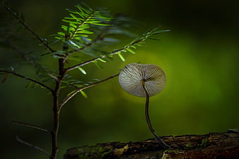 Close-up of a delicate mushroom growing on a forest log