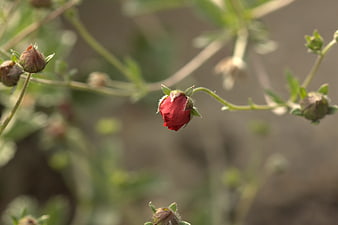 Close-up of a red flower bud on a green stem