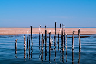 Seagulls perched on wooden stilts in calm blue water
