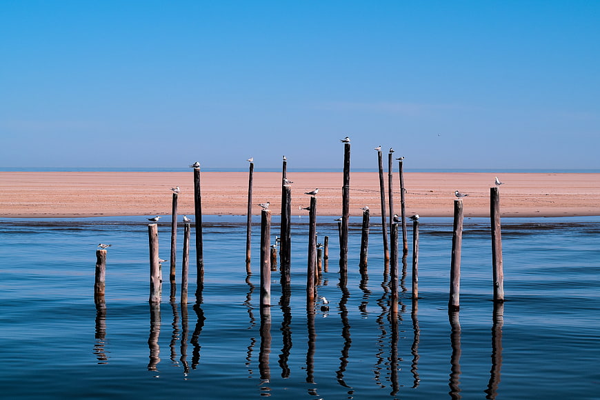 Seagulls perched on wooden stilts in calm blue water