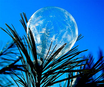 Frozen Ice Bubble on Pine Branch Against Blue Sky