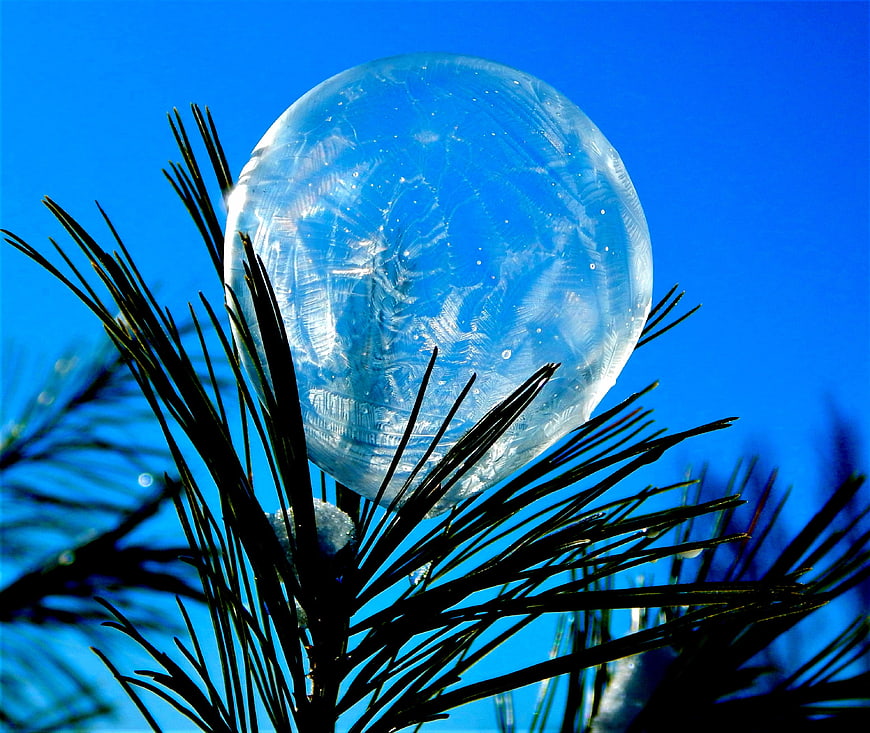 Frozen Ice Bubble on Pine Branch Against Blue Sky
