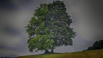 Lone Green Tree in Field Under Dramatic Sky