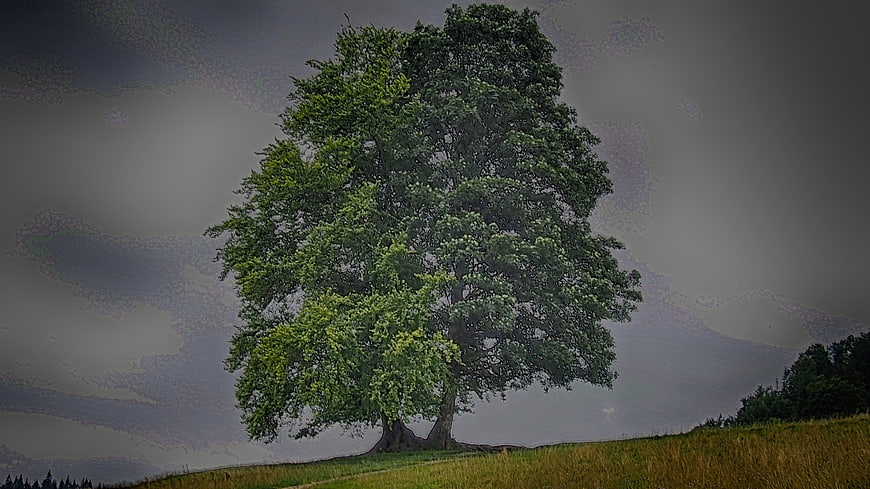 Lone Green Tree in Field Under Dramatic Sky