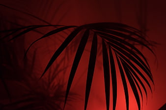 Dramatic Palm Leaf Silhouette Against Red Background