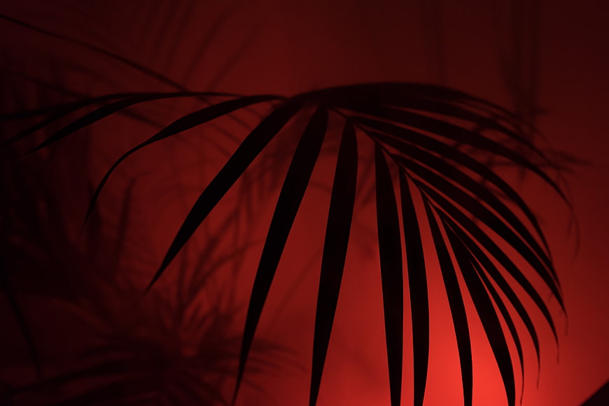 Dramatic Palm Leaf Silhouette Against Red Background