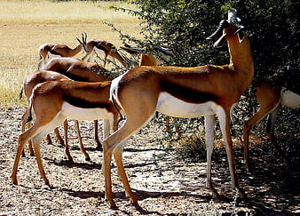 Herd of Springbok Antelopes Browsing in Kalahari Bush