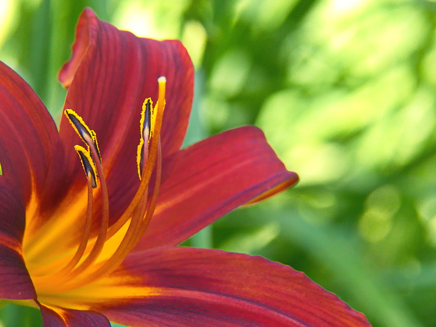 Close-up of Red Daylily Flower with Yellow Center
