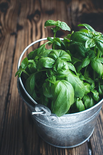 Fresh Green Basil Leaves in a Rustic Metal Bucket