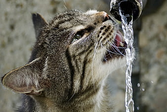 Tabby Cat Drinking Water From Outdoor Fountain Close Up